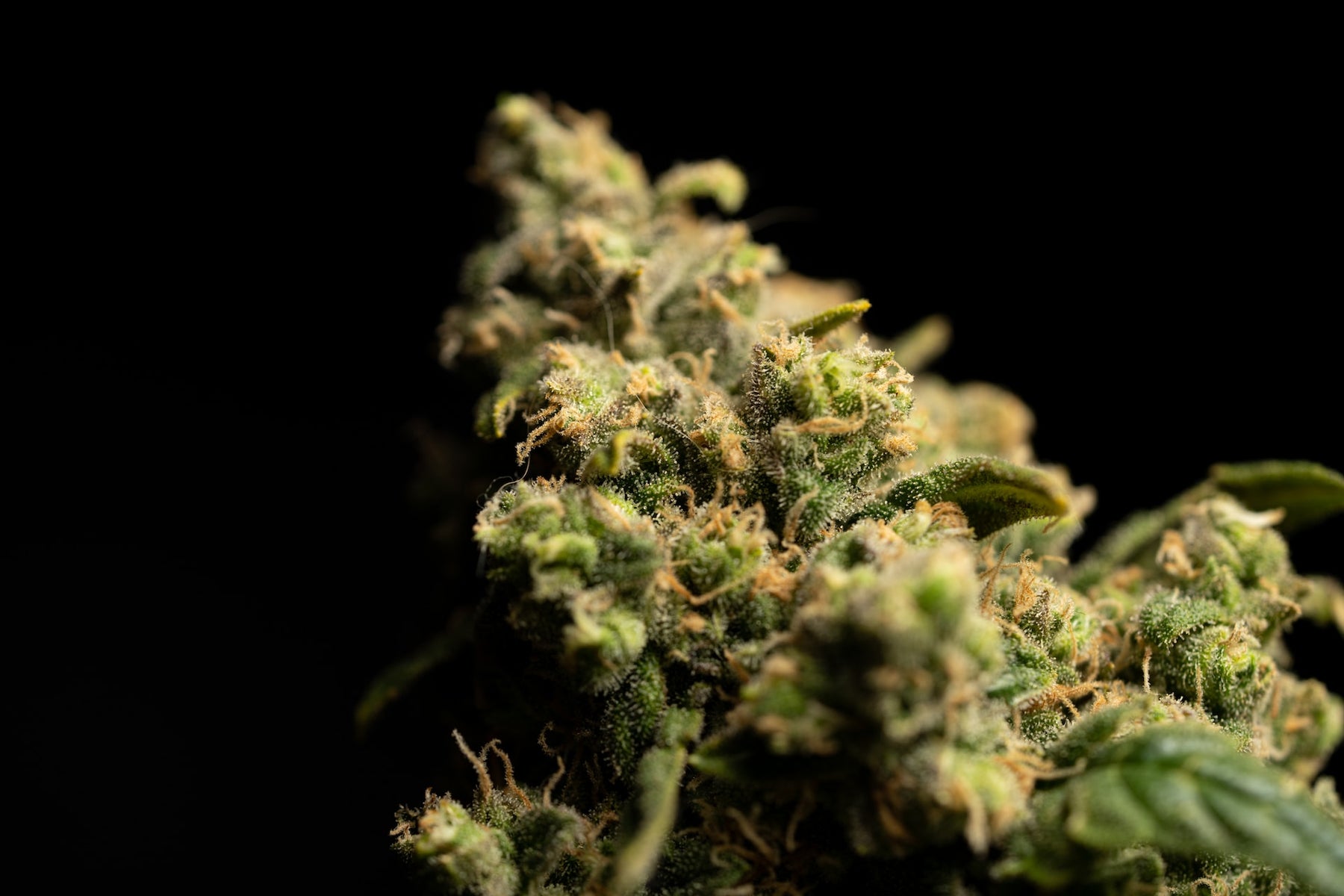 cbd