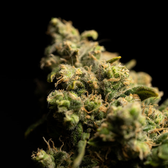 cbd