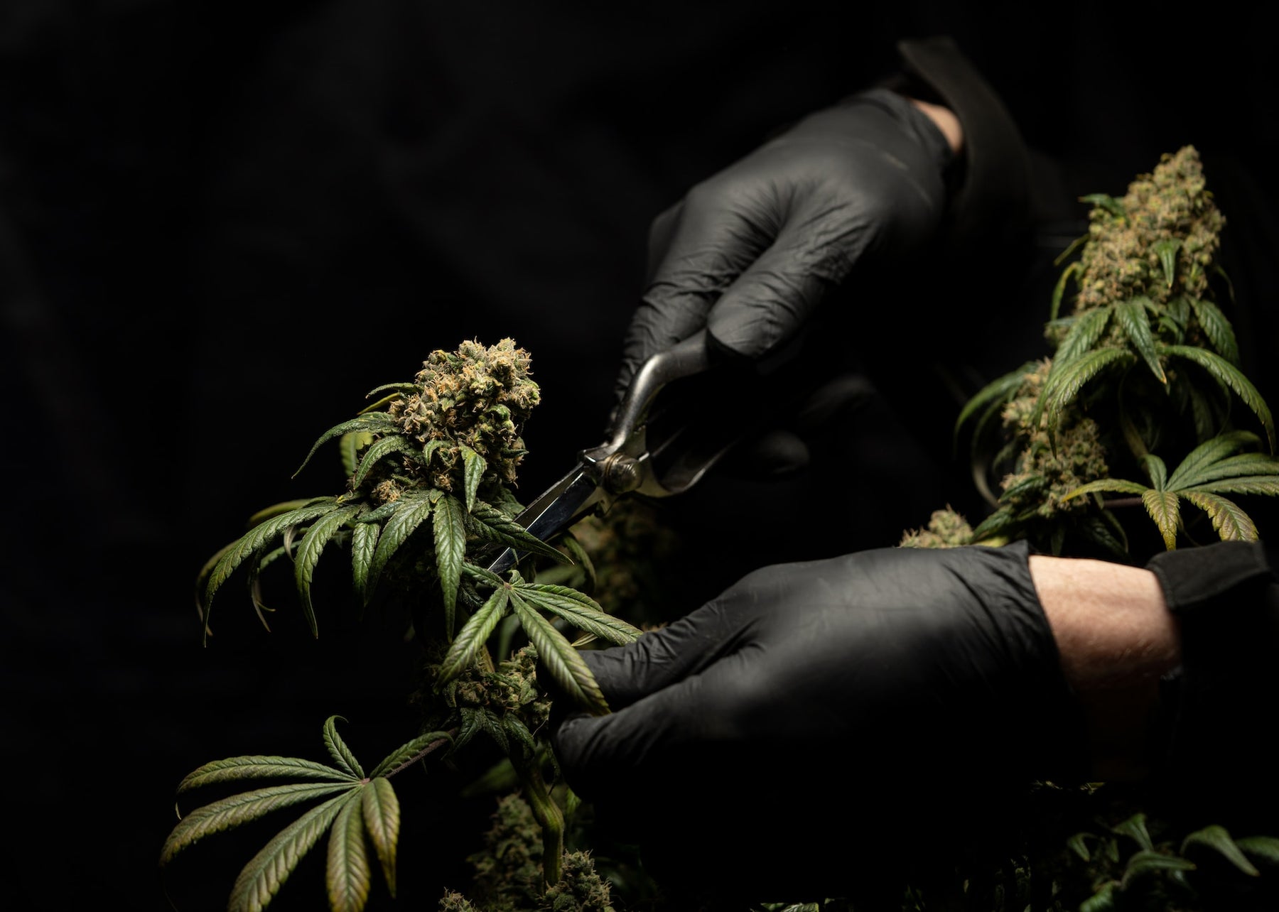 cannabis plant