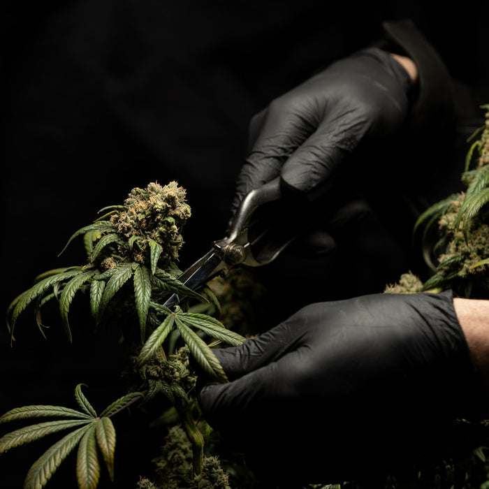 cannabis plant