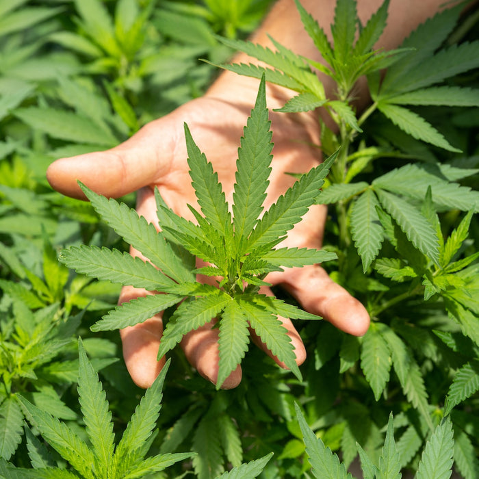 cannabis