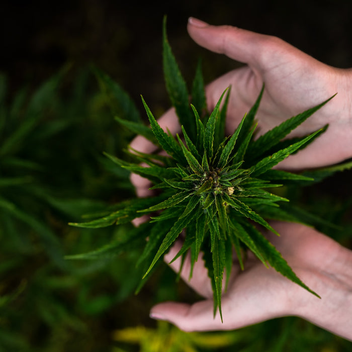 Cannabis