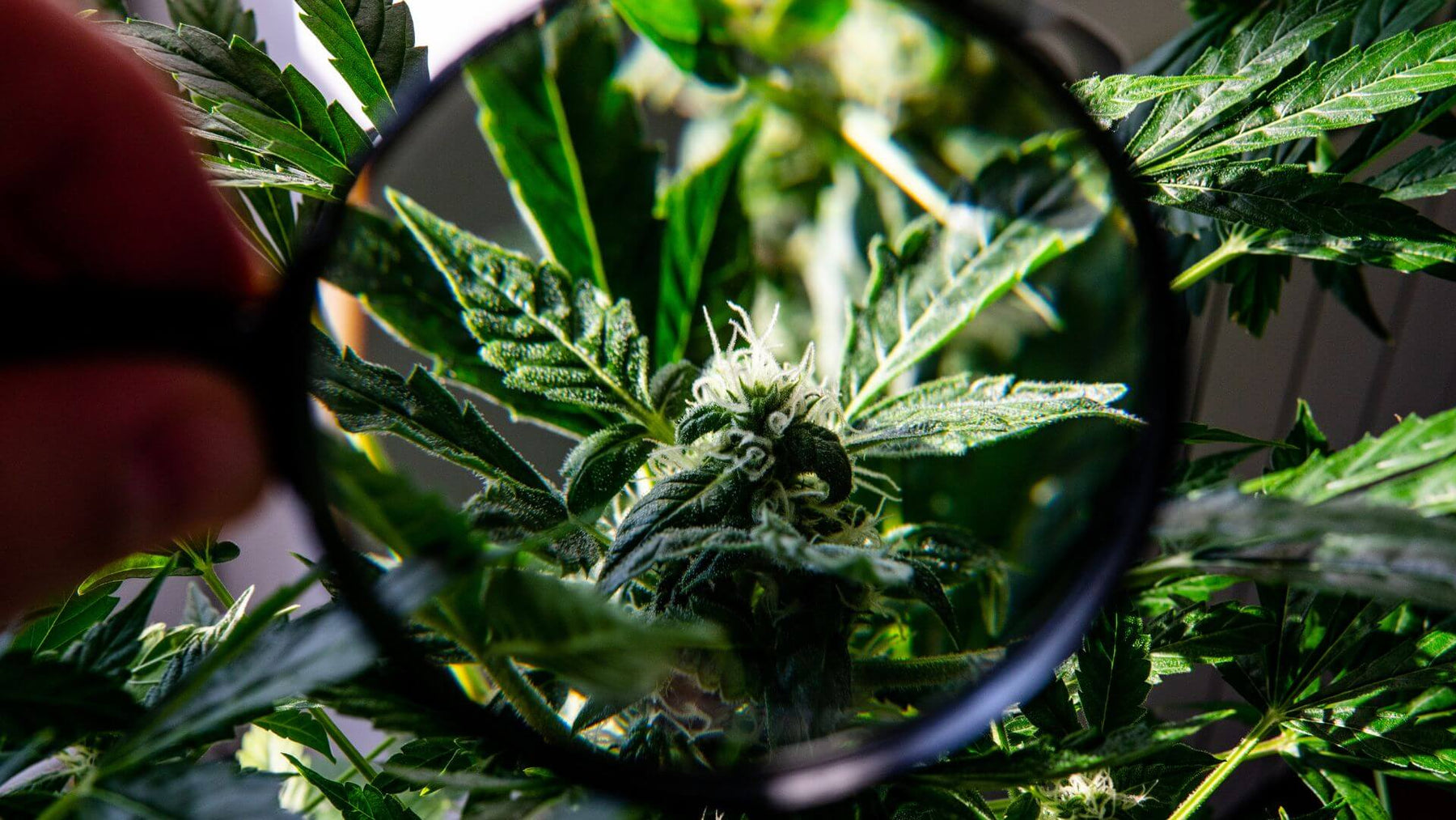 Delta-8 THC: The Legal High That Packs a Punch - Happi