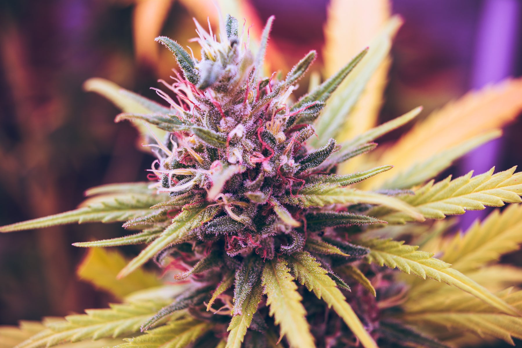 Blue Weed
