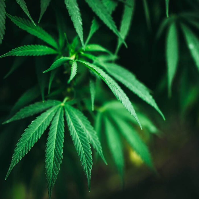 Exploring THFCM: The Lesser-Known Compound in Cannabis - Happi