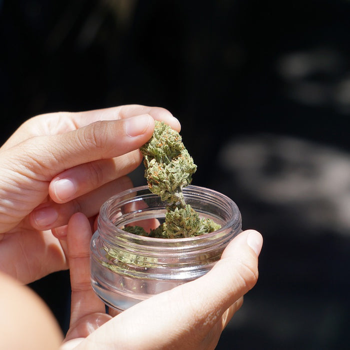 Cannabis