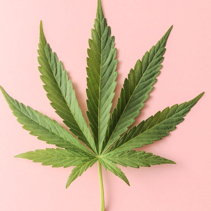 Strains for Beginners – Which is Best For You? - Happi