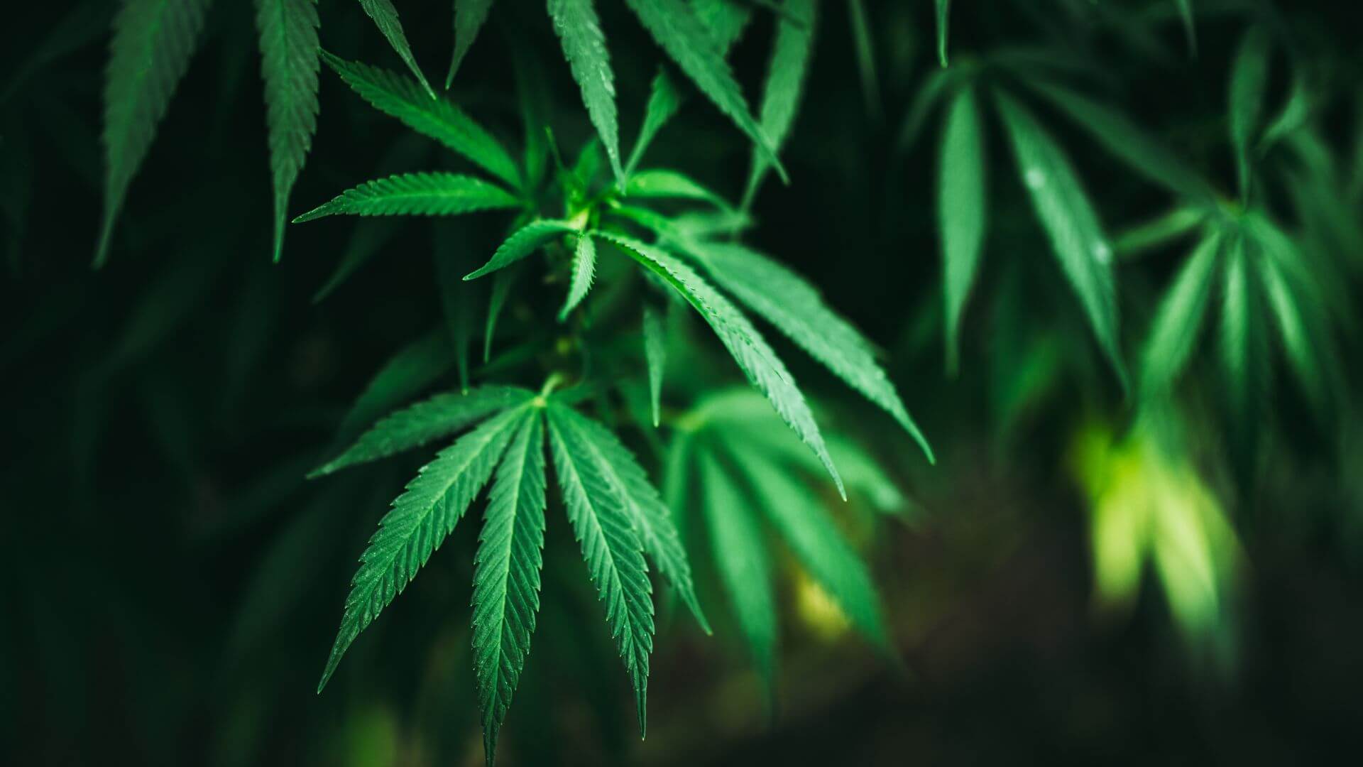 Exploring THFCM: The Lesser-Known Compound in Cannabis - Happi